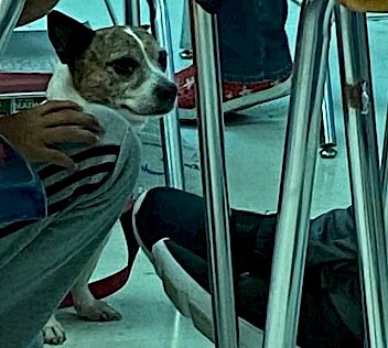 dog in classroom